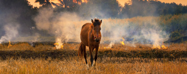 Equicoaching